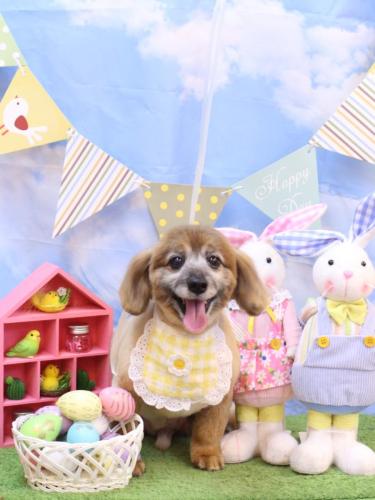 20240330チョビ助くん